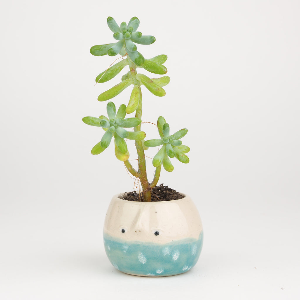 Seconds Collection: Kimmie the Pot