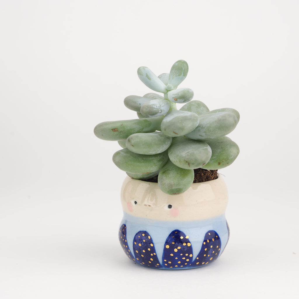 Golden Dots Collection: Sasha the Pot